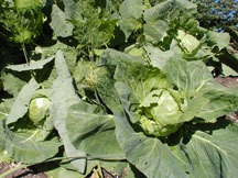 Cabbage grown in the Solexx greenhouse