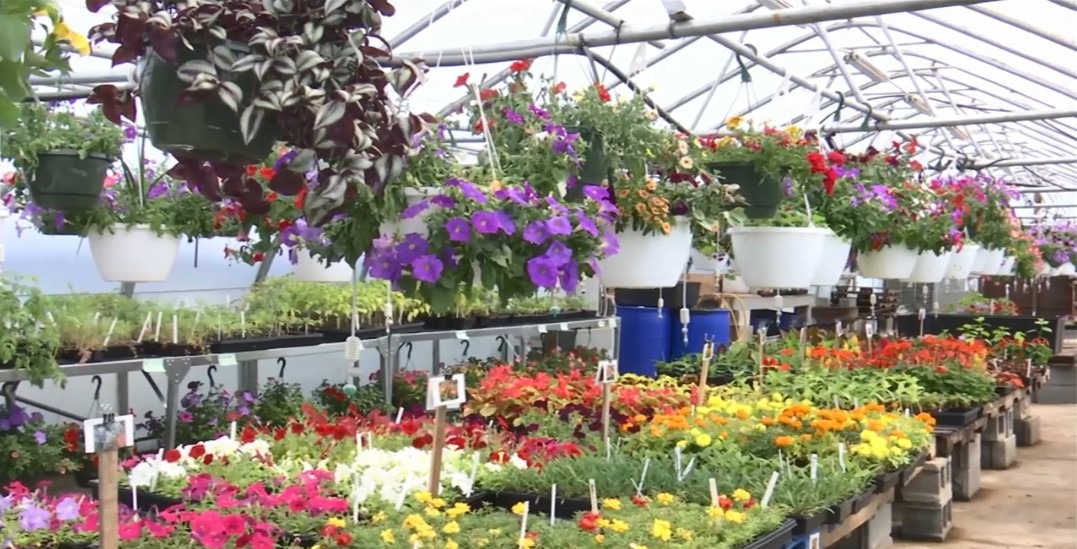 Virginia school greenhouse full of flowers