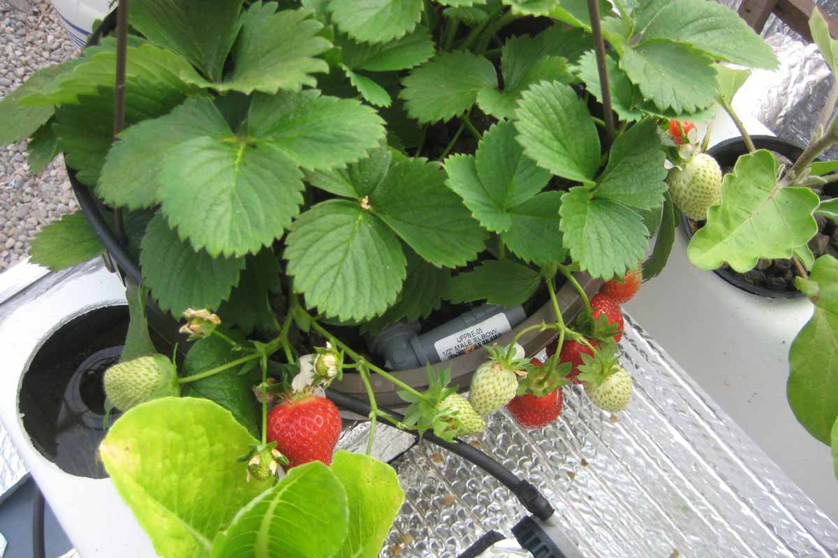 Strawberries grown in hydroponic greenhouse.