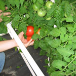 Tomatoes grown in Oregon Solexx Greenhouse kit