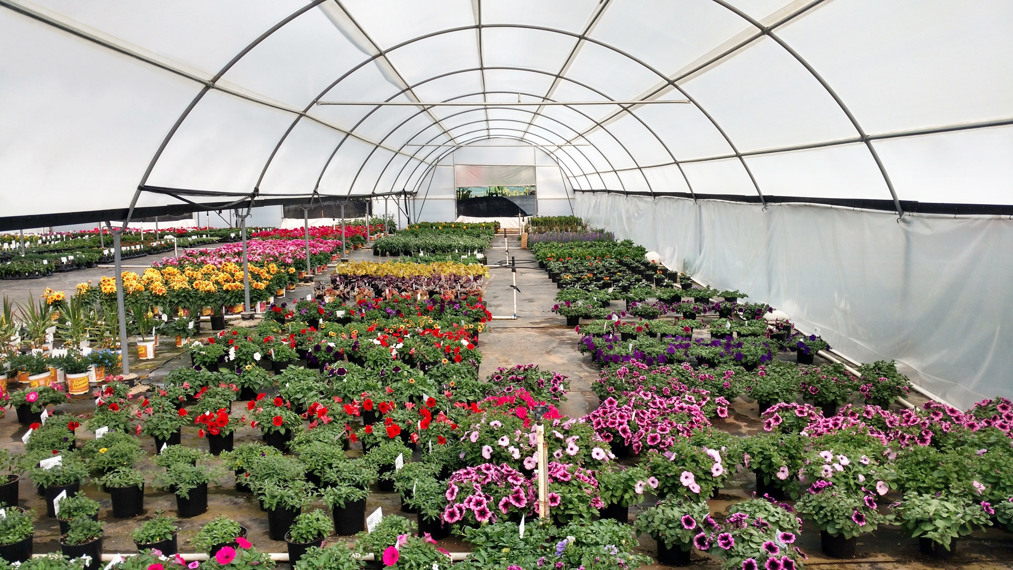 Greenhouse testing in California. Research greenhouse full of plants in southern California. Sole xx found to be the best greenhouse in California.