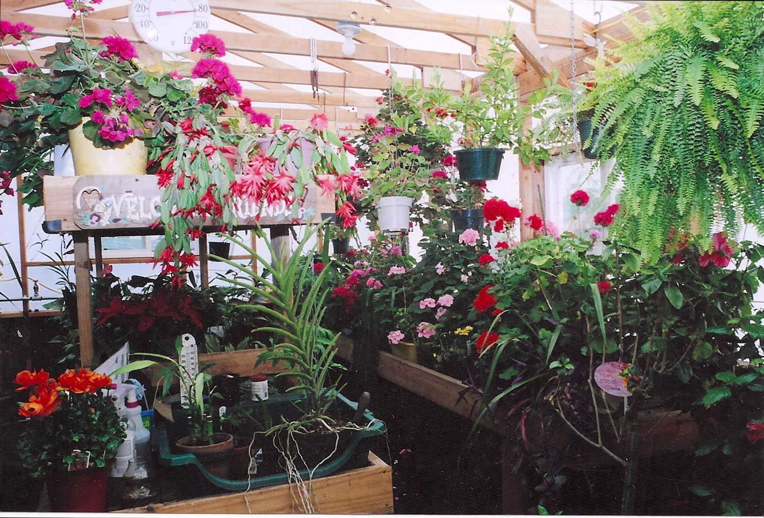 inside the solexx greenhouse with colorful geraniums