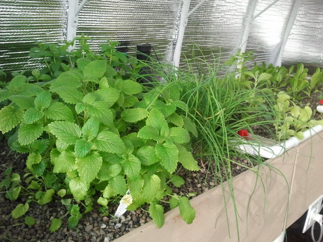 strawberries in the solexx aquaponics greenhouse in March in Utah