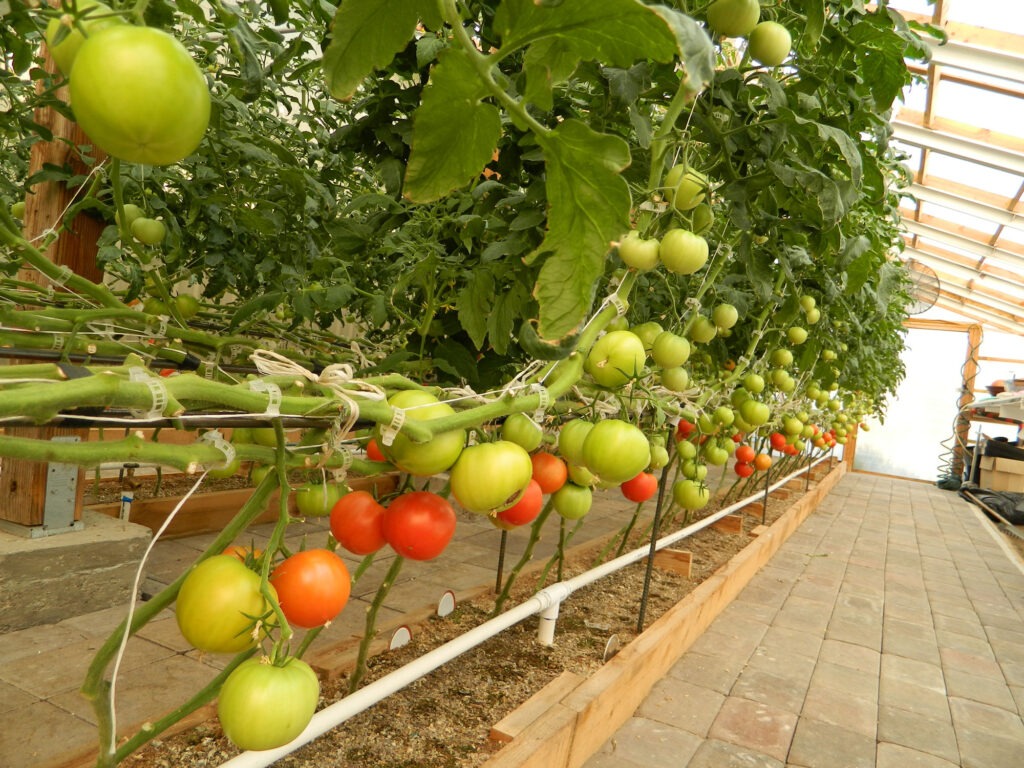 Growing tomatoes in the greenhouse.