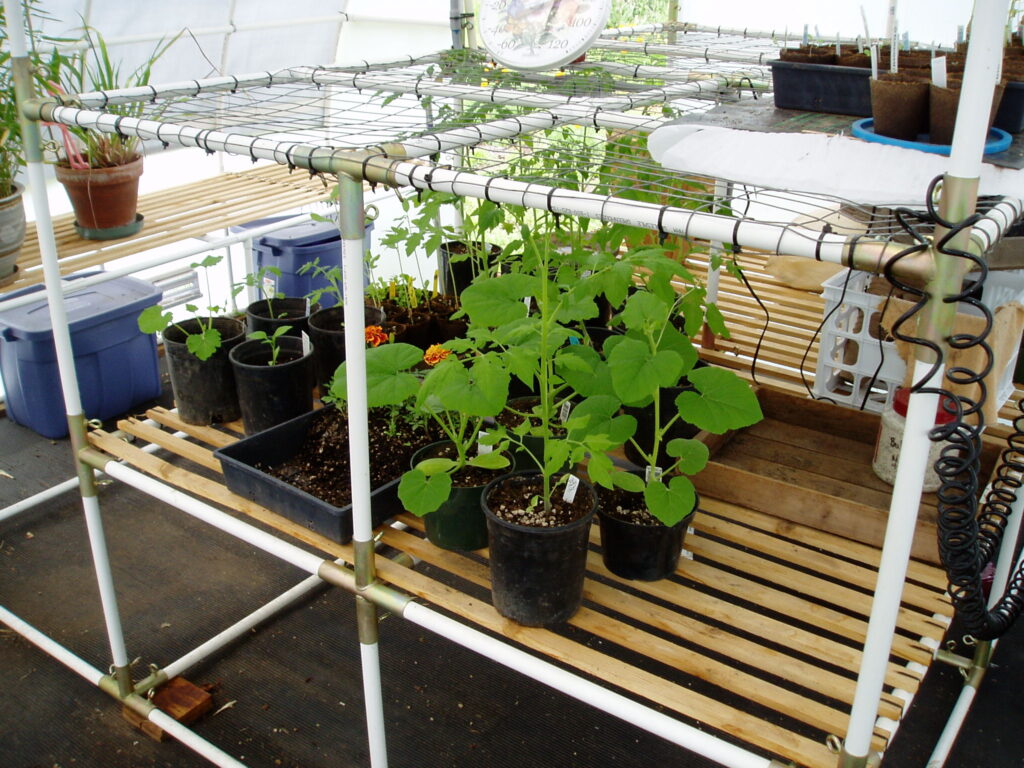 Filling up the conservatory greenhouse with plants.