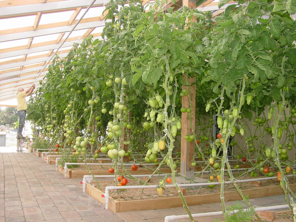 In the greenhouse tying tomatoes to the vines