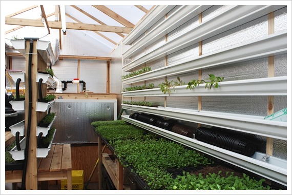 Rain gutters were used for planting in this greenhouse