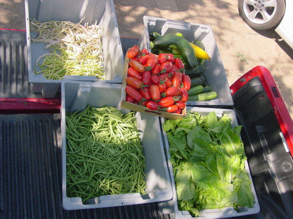 The greenhouse harvest