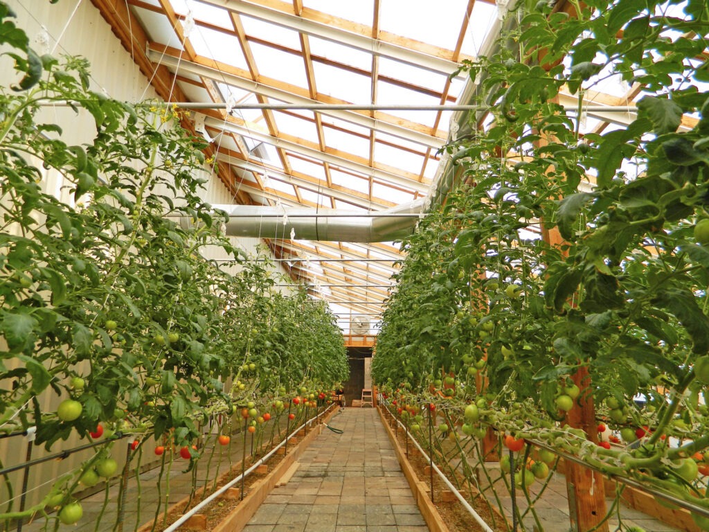 Greenhouse tomatoes grown vertically