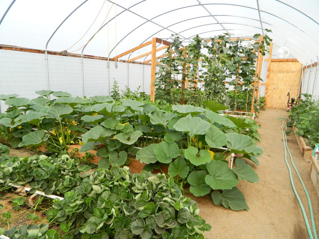 Vegetables growing in the greenhouse - beans, zucchini, cucumbers