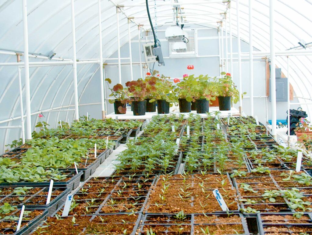 kahlotus school---seedlings growing in the large solexx conservatory greenhouse