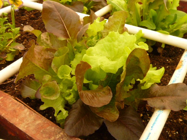 lettuce growing in the greenhouse raised bed