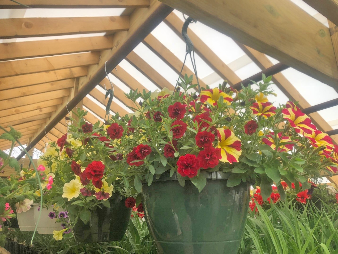 Pavillion covered with Solexx used for nursery hanging baskets