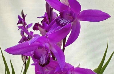 Orchids thrive in Florida in a Solexx Greenhouse