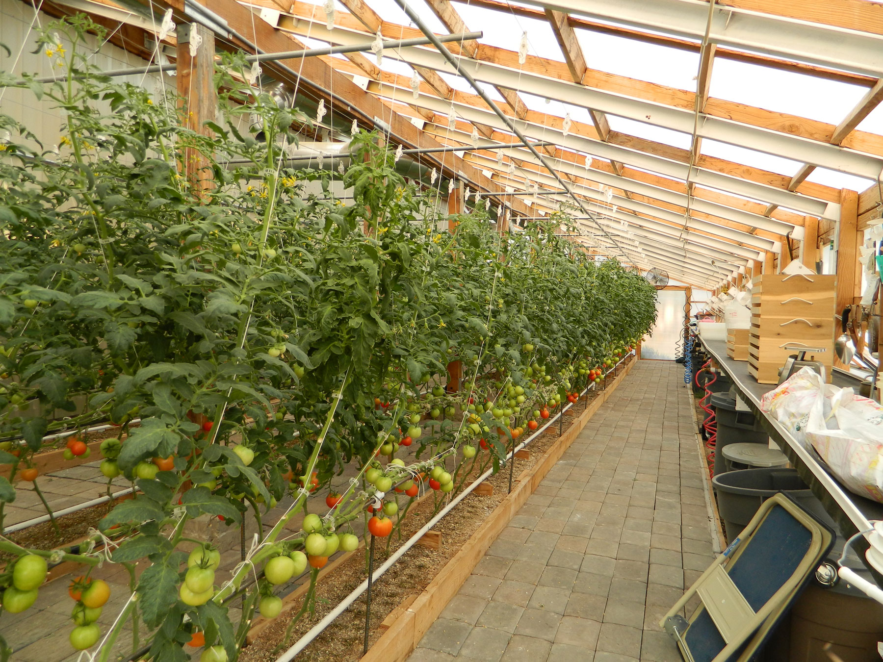 Tomatoes growing on vines in the greenhouse